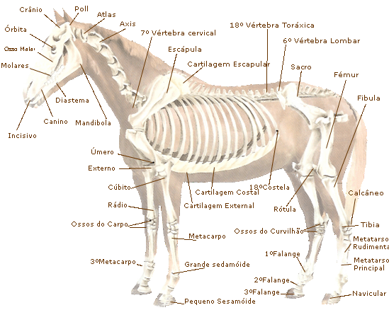 Morfologia do Cavalo Esquel10