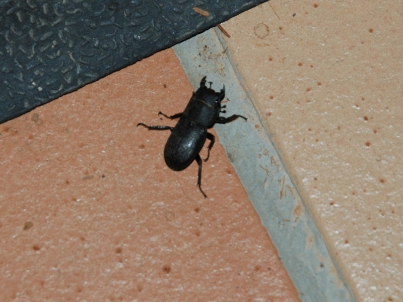 [Dorcus parallelipipedus]Coléoptère noir Colleo10