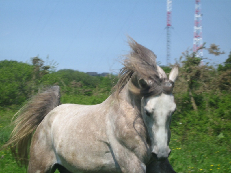 mes chevaux Photo_13