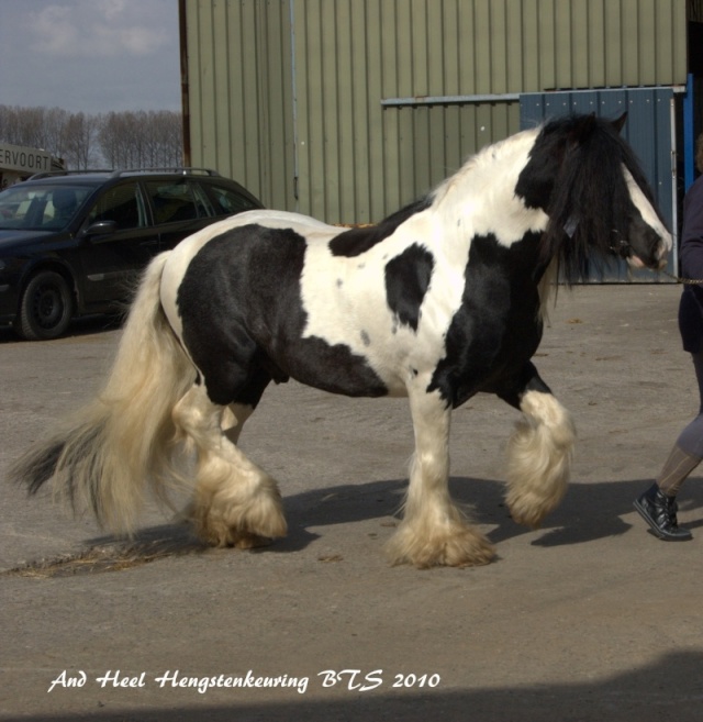 And Heel étalon irish cob  - Page 2 And_he10