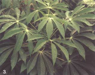Pondu (Feuilles de Manioc (Cassava Leaves) ! X5425f10