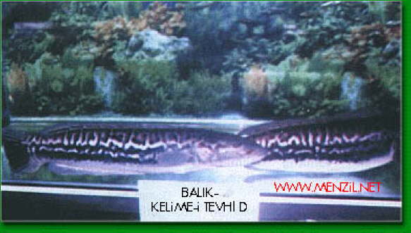 BALIK KELME- TEVHT Db_bal10