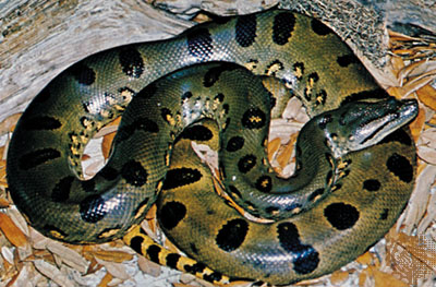 L'anaconda vert (eunectes murinus) Eunect10