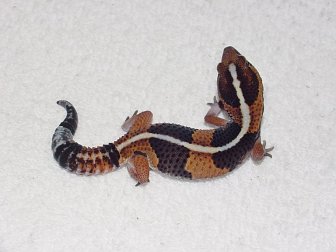 Le gecko africain  queue grasse (hemitheconyx caudicinctus) Hemith11