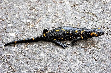 La salamandre tachete (salamandra salamandra) Salama11