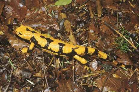 La salamandre tachete (salamandra salamandra) Salama12