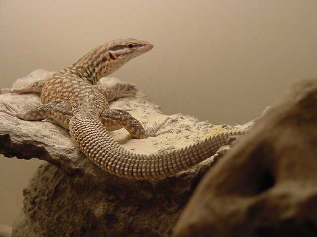 Le varan  queue pineuse (varanus acanthurus) Varanu10