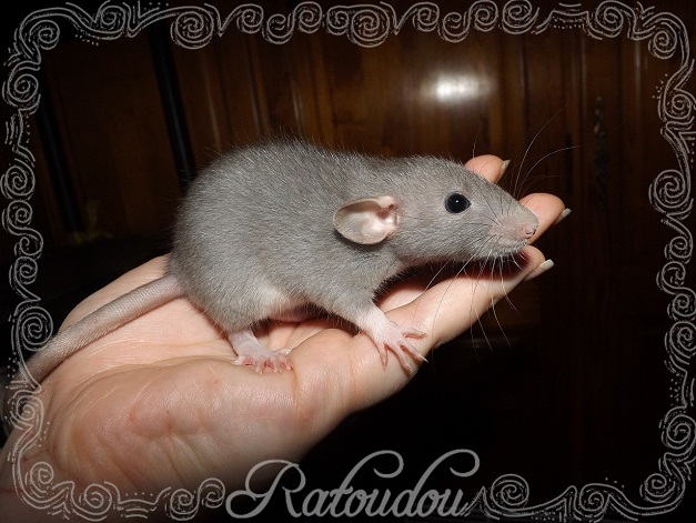 Evolution des ratons Dscf3016