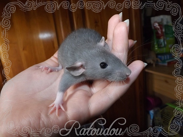 Evolution des ratons Dscf3312