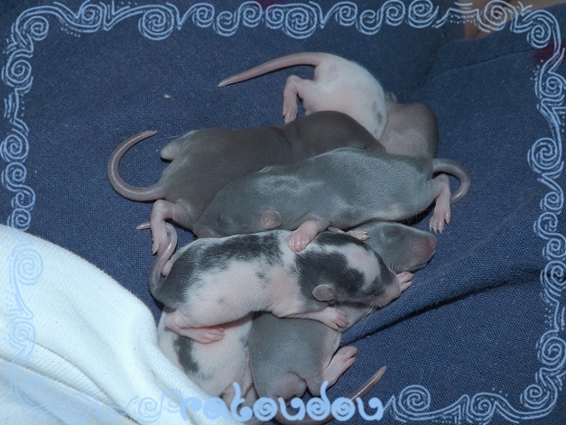 Evolution des ratons Dscf5212
