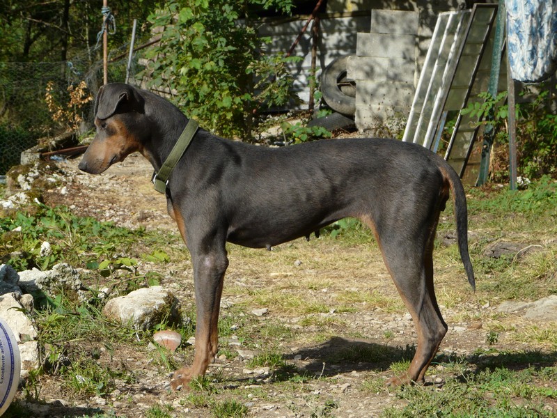 Adorable croisée dobermann bleue de 4 ans P1060411