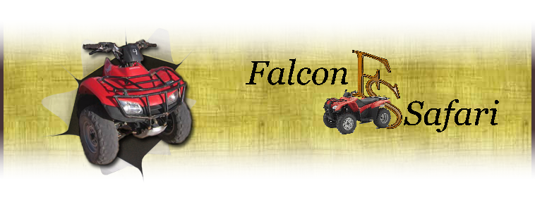 Falcon Safari