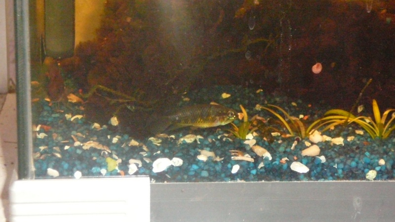 Apistogramma irinidae f0 P1120814