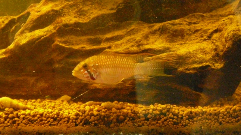 Apistogramma keleri f0 P1120823