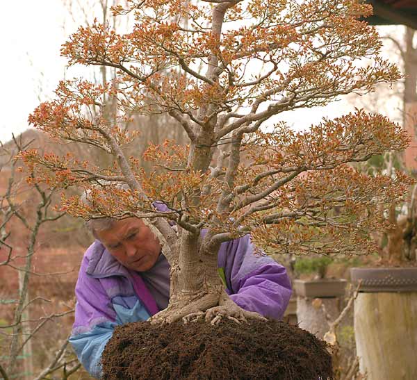 Acer Palmatum coming into leaf too early 2007-010