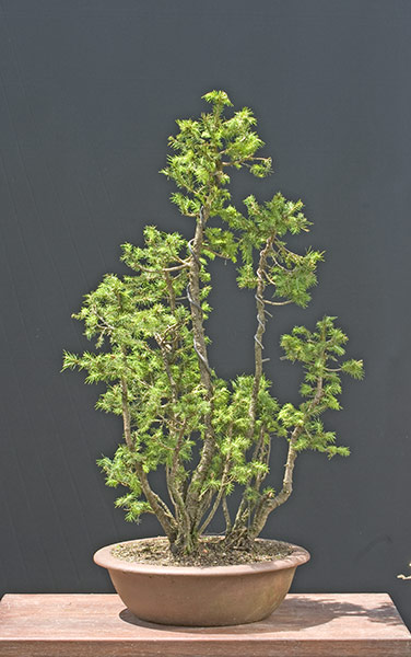 my new work - atelier bonsai Element - Page 6 2010-023