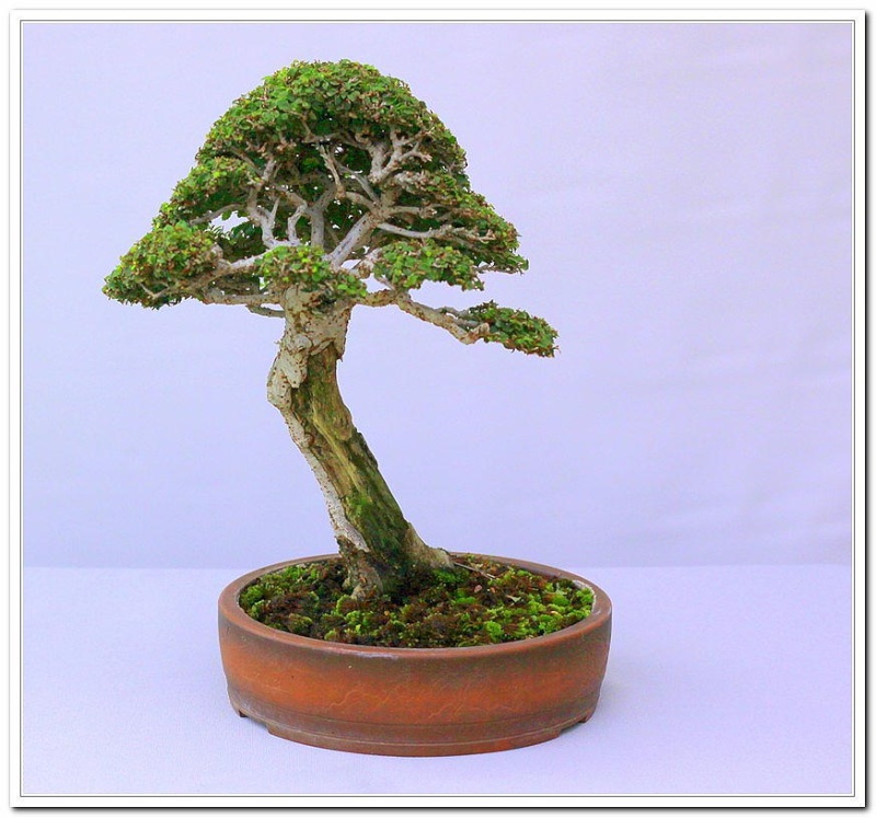 Chinese Elm 1996 - Present Bons2110