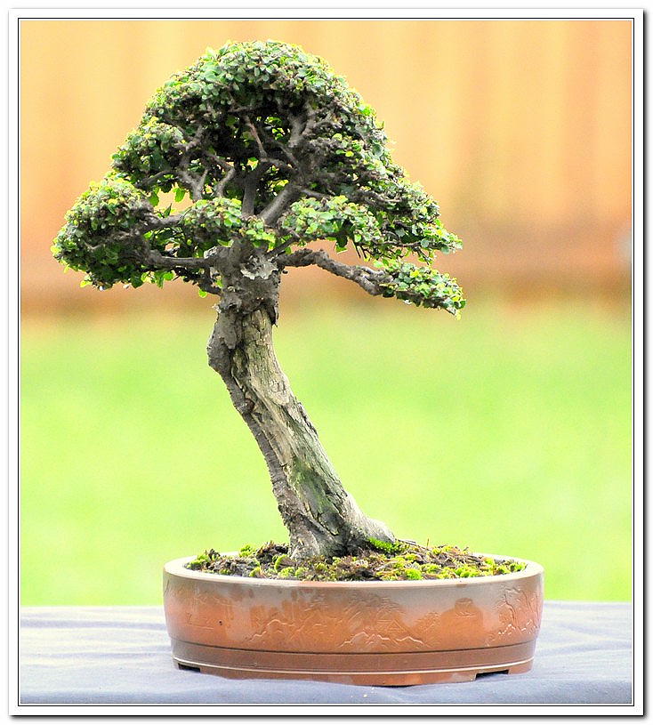 Chinese Elm 1996 - Present Celm2110