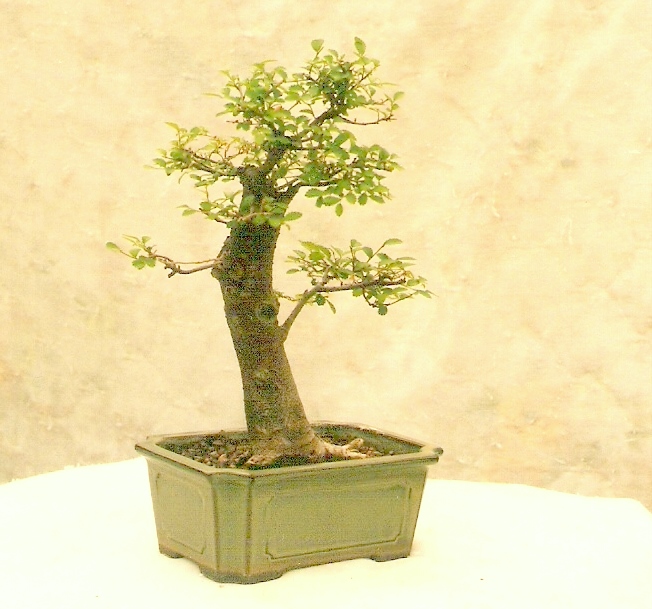 Chinese Elm 1996 - Present Velm10