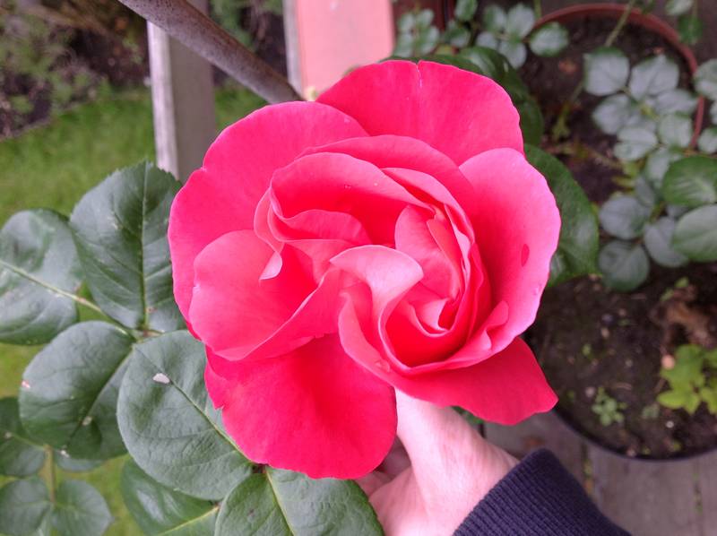  Recherche noms de mes rosiers Delbard et/ou Meilland? Photo_10