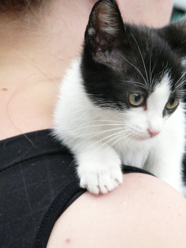 Tara, chaton noir et blanc P1060219