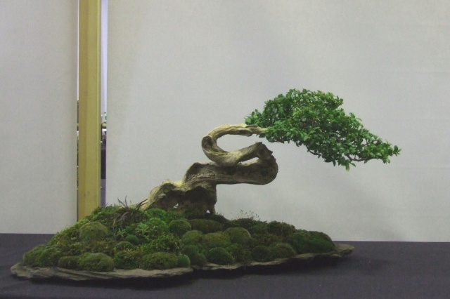 landscape or not? Buxus_11