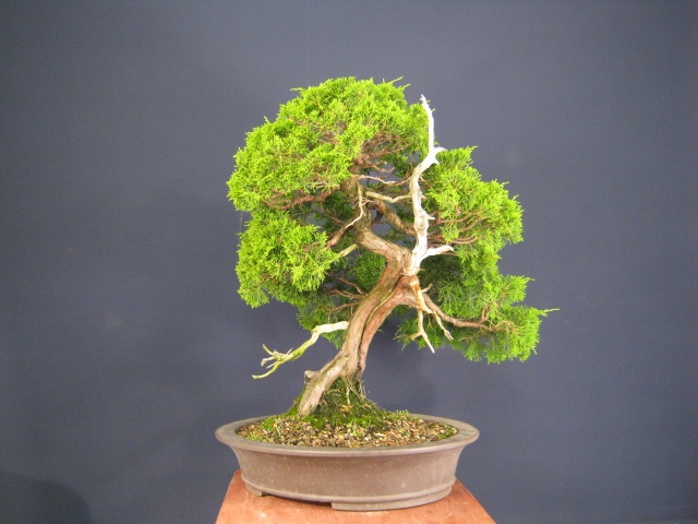 Juniper progression Junipe10