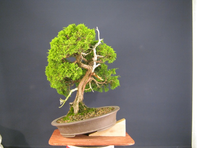 Juniper progression Junipe11