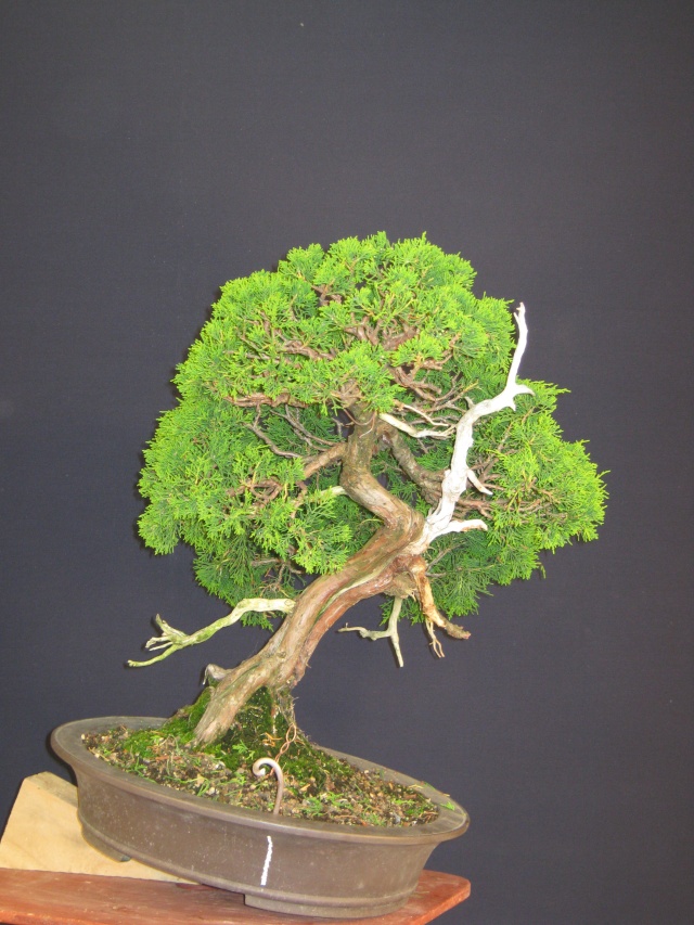 Juniper progression Junipe12