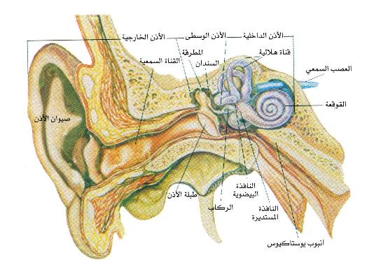 اطرف المعلومات والاكتشافات الغريبة والطريفة  و بالصور 20060710