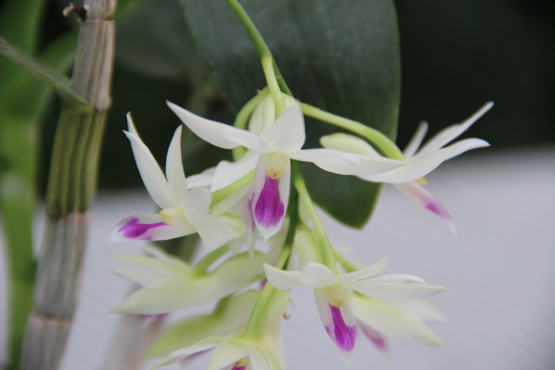 Dendrobium amethystoglossum Img_1612