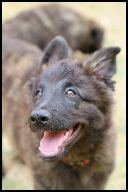 Des chiots Berger Hollandais Poils Longs Ardechois à venir ? - Page 29 Happy10