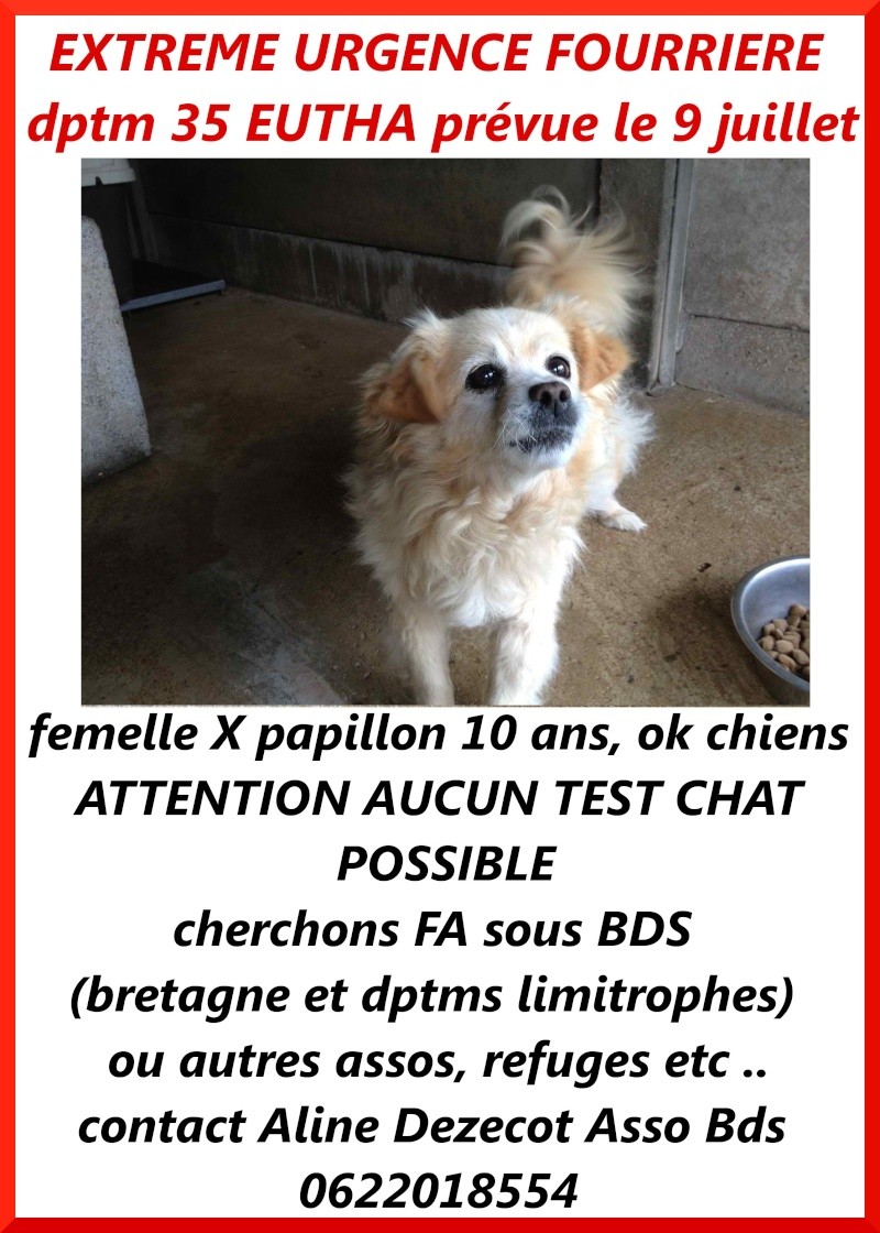 EXTREME URGENCE fourrière EUTHA mardi 9 juillet pour une femelle X papillon de 10 ans [réservée par DADH] Papill10