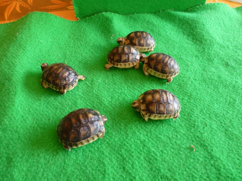 Week end nuptial de ma Weissingeri et visite à Tortue Soleil P1000010