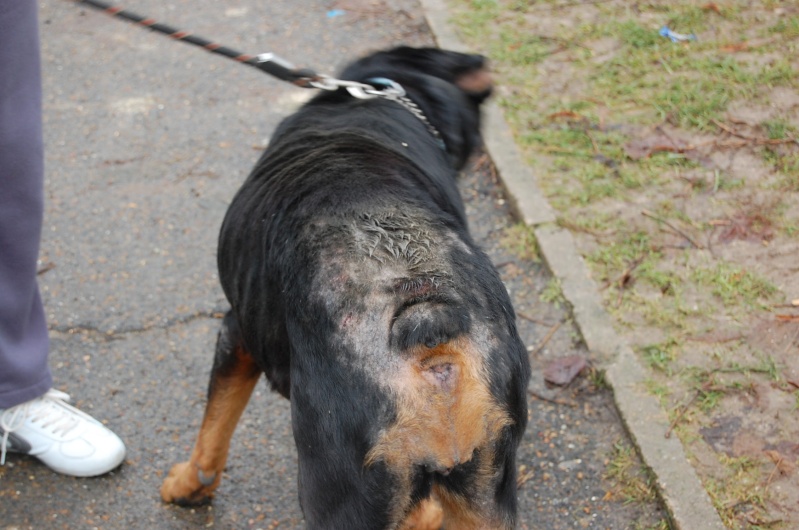 Roxanne, rott 5 ans en total délaissement (Oise) Dsc_0411