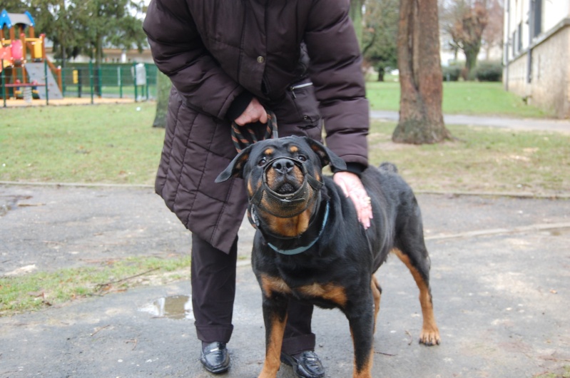 Roxanne, rott 5 ans en total délaissement (Oise) Dsc_0412