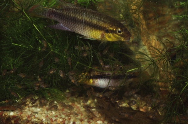 Les Pelvicachromis (complexe taeniatus, pulcher, subocelatus) _igp1910