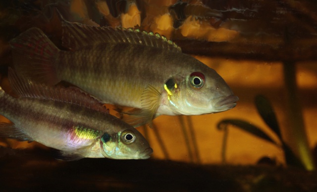 Les Pelvicachromis (complexe humilis, signatus, rubrolabiatus) Humili10