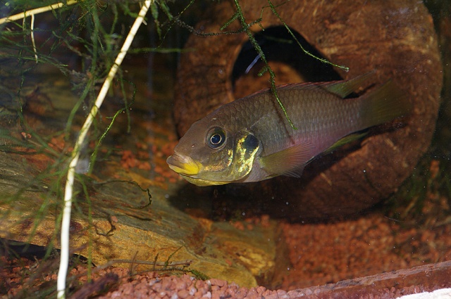 Incubation de Benitochromis riomuniensis Imgp0112