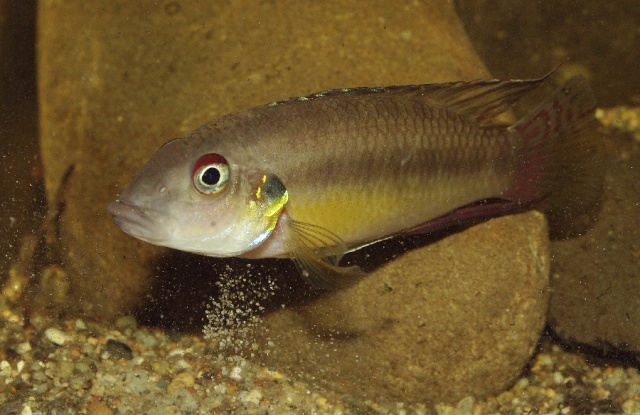 Les Pelvicachromis (complexe humilis, signatus, rubrolabiatus) Pelvic10
