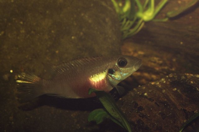 Les Pelvicachromis (complexe humilis, signatus, rubrolabiatus) Pelvic11