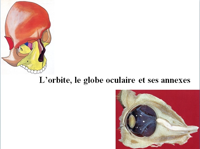Anatomie de l’orbite, le globe oculaire et ses annexes Dd10