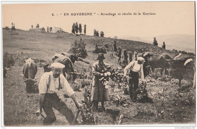 Riom-ès-Montagnes reine de l'apéritif à la gentiane 859_0010