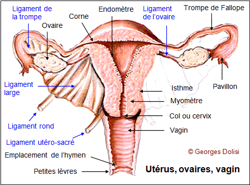 Corps de femmes Ovaire10