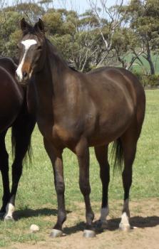 Reg Arabian Stockhorse Gelding FOR SALE 13460410
