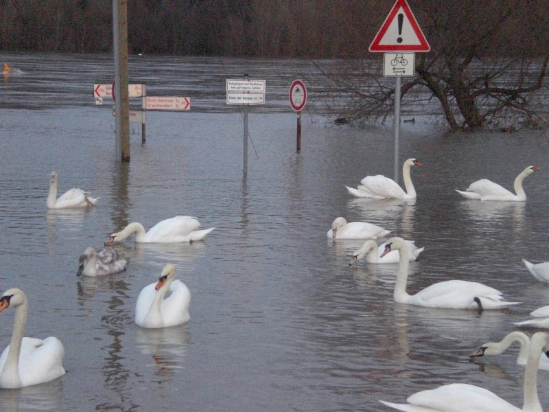 Hochwasser am Rhein einige Bilder  Cimg1610