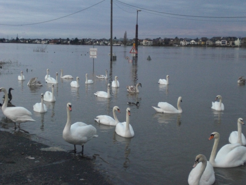 Hochwasser am Rhein einige Bilder  Cimg1611
