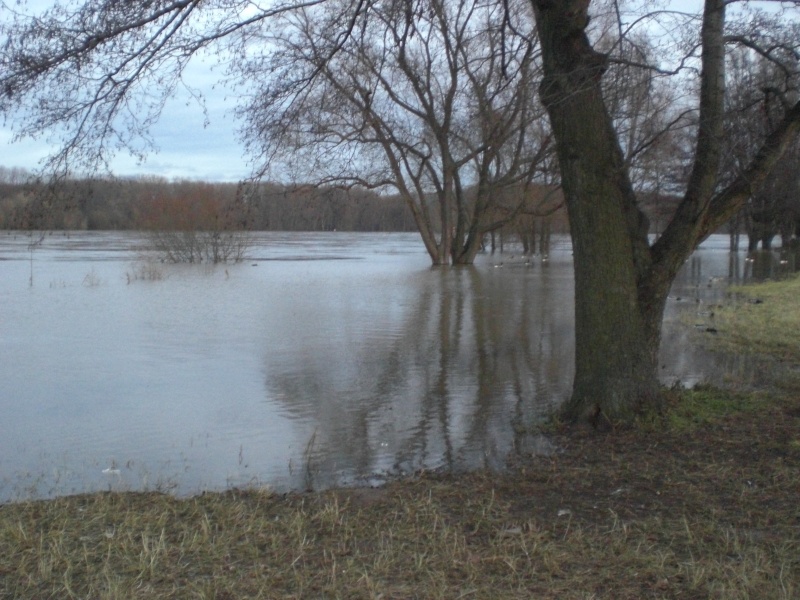 Hochwasser am Rhein einige Bilder  Cimg1612