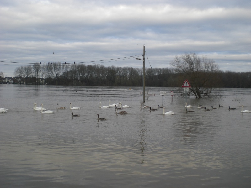 Hochwasser am Rhein einige Bilder  Cimg1615