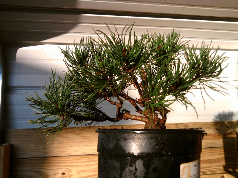 Mugo Pine Suggestions requested Photo010